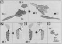 1/144 HG MSN-001A1 Delta Plus English Construction Manual and Color Guide