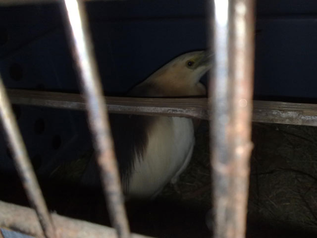 Heron Rescue