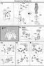 MG Gundam Sandrock EW English Translation Color Guide & Manual