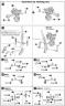 1/100 Frame Arms NSG-X1 Hresvelgr English Translation Color Guide & Manual