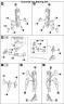 1/100 Frame Arms Baselard Construction Manual & Color Guide