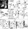 RG Destiny Gundam Construction Manual & Color Guide