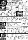 HG G-Arcane Construction Manual & Color Guide