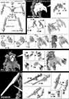 HG G-Arcane Construction Manual & Color Guide