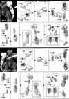 1/144 High Grade Dahack Construction Manual & Color Guide