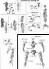 1/144 High Grade Dahack Construction Manual & Color Guide
