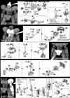 HG Catsith Construction Manual & Color Guide