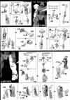 HG Catsith Construction Manual & Color Guide