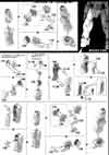 HG Catsith Construction Manual & Color Guide