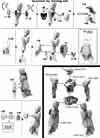 HG Gundam G-Self Assault Pack Construction Manual & Color Guide