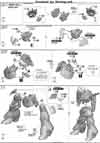 RE Dijeh Construction Manual & Color Guide
