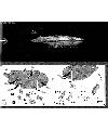 1/144 Millennium Falcon (Force Awakens) Construction Manual & Color Guide