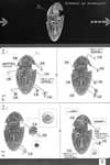 1/144 Bandai Slave 1 Construction Manual & Color Guide