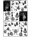 HG Gusion English Manual & Color Guide